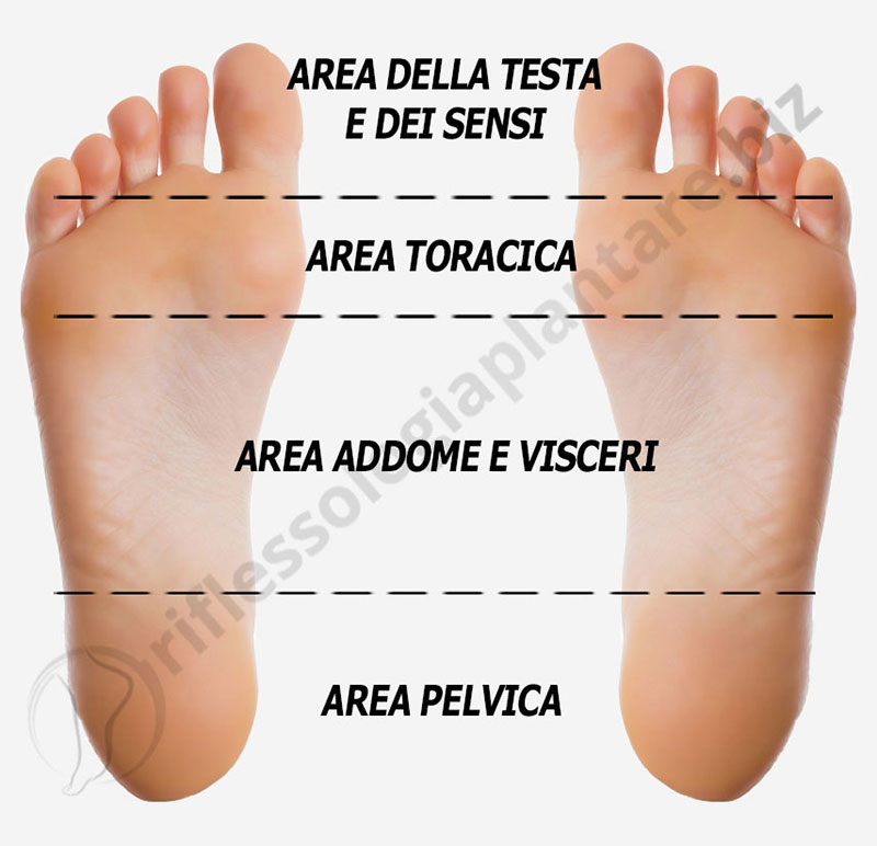Le zone dei piedi che hanno un riflesso su specifiche aree del corpoo