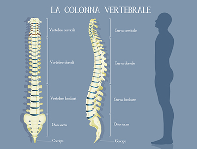 colonna vertebrale in riflessologia