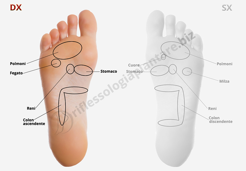 Mappa riflessologia plantare piede destro