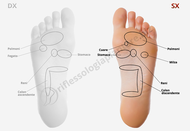Mappa riflessologia plantare piede sinistro